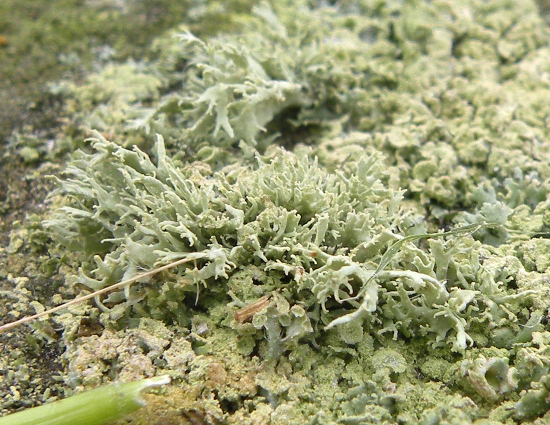 Un mini-giardino gallese (terza parte)